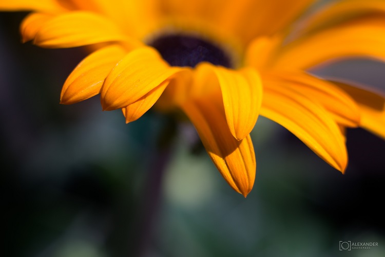 Flower Power Flower Power