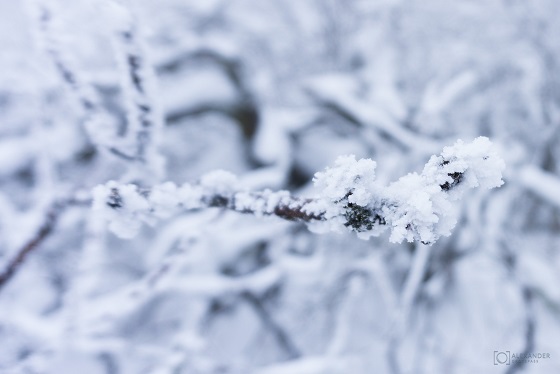 Winter Wonder Land Winter Wonder Land