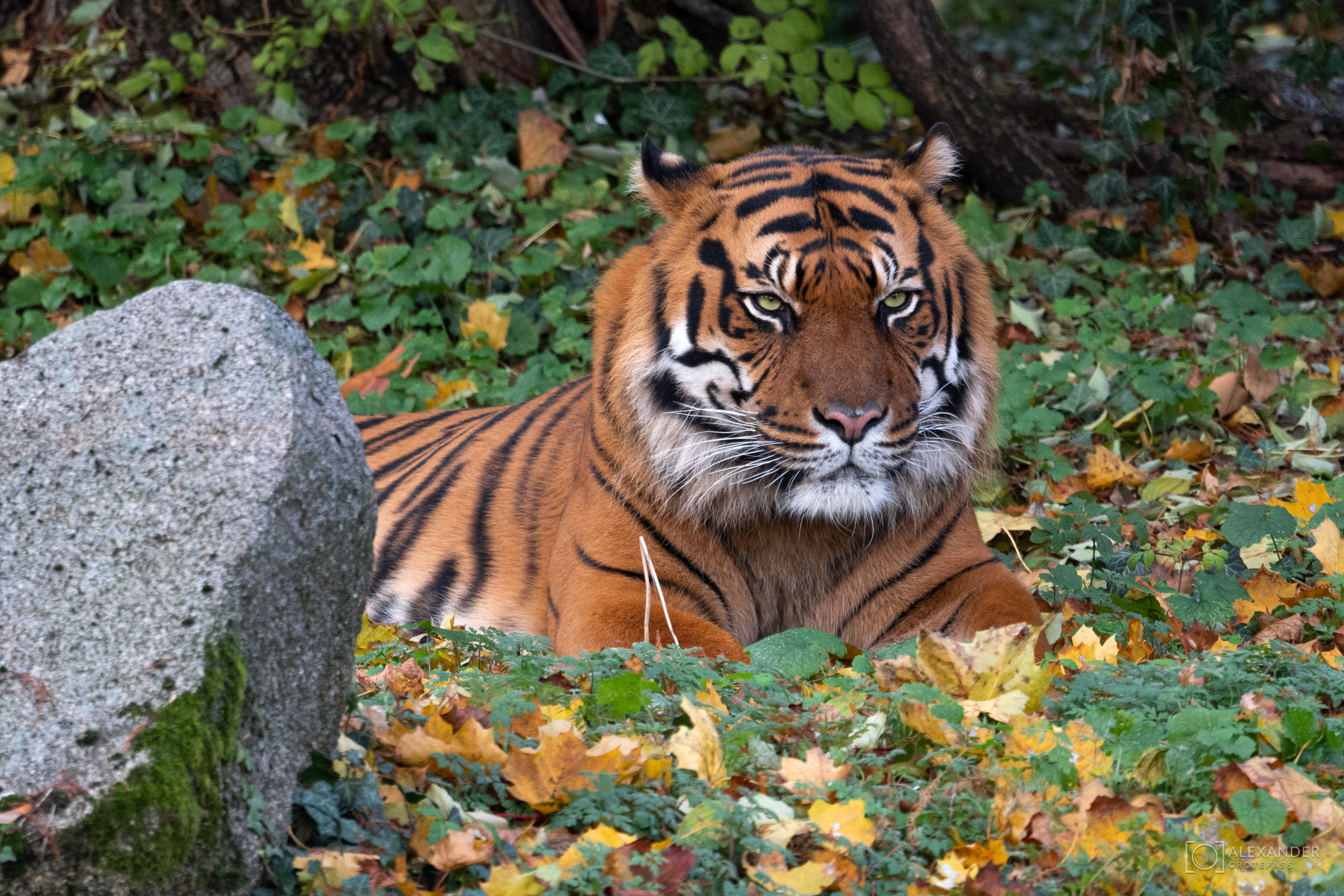 Tierischer Spaß Tierischer Spaß