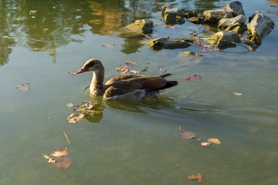 Enjoying Nature